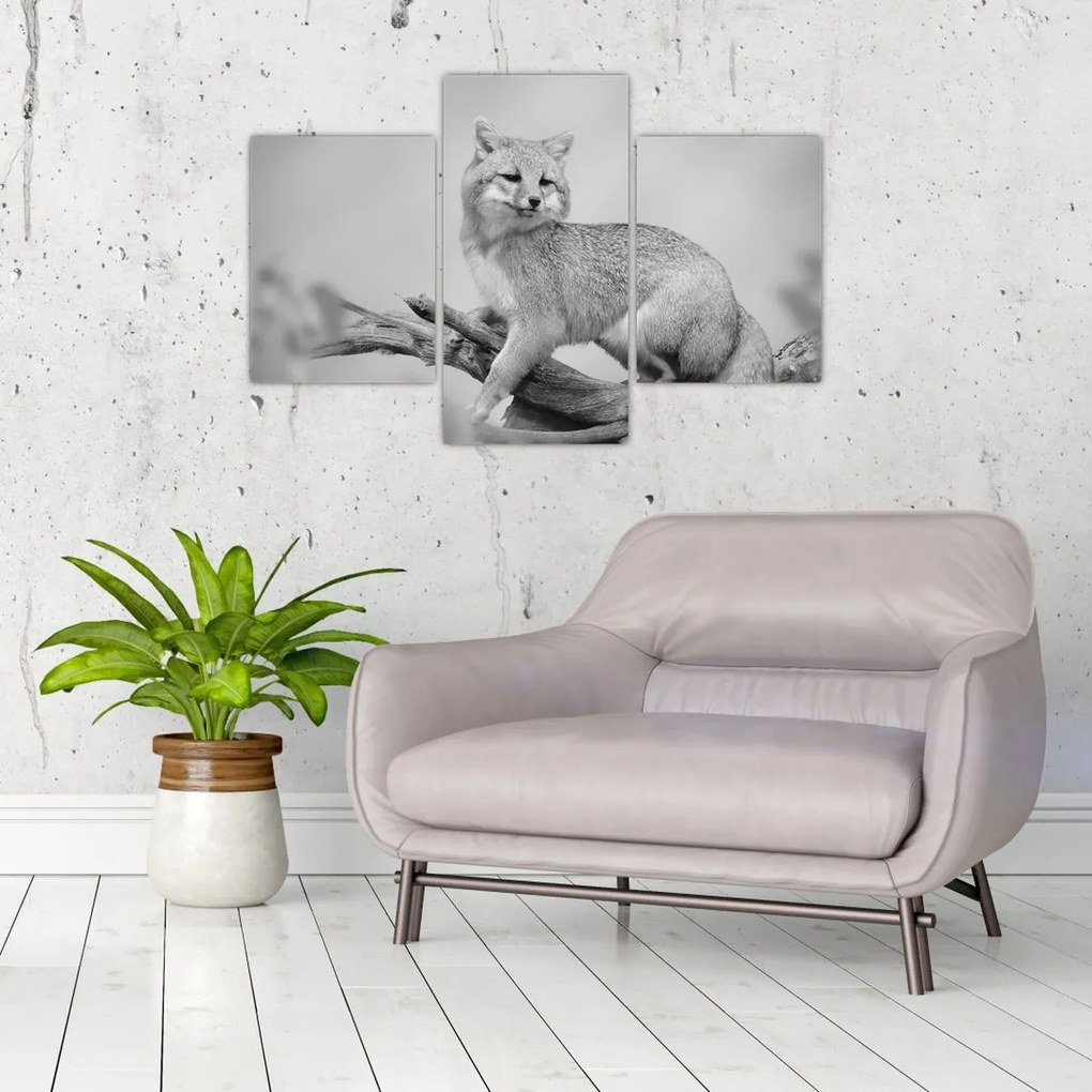 Kép - Szürke róka (90x60 cm)