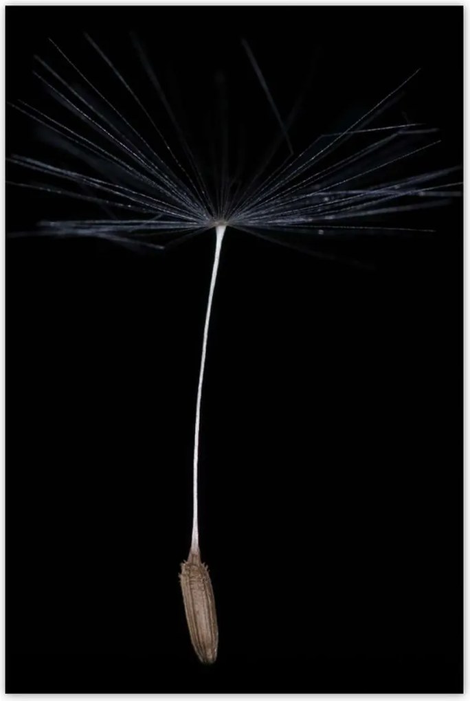 Poszterek 80x120 Pitypang Virág Virágok