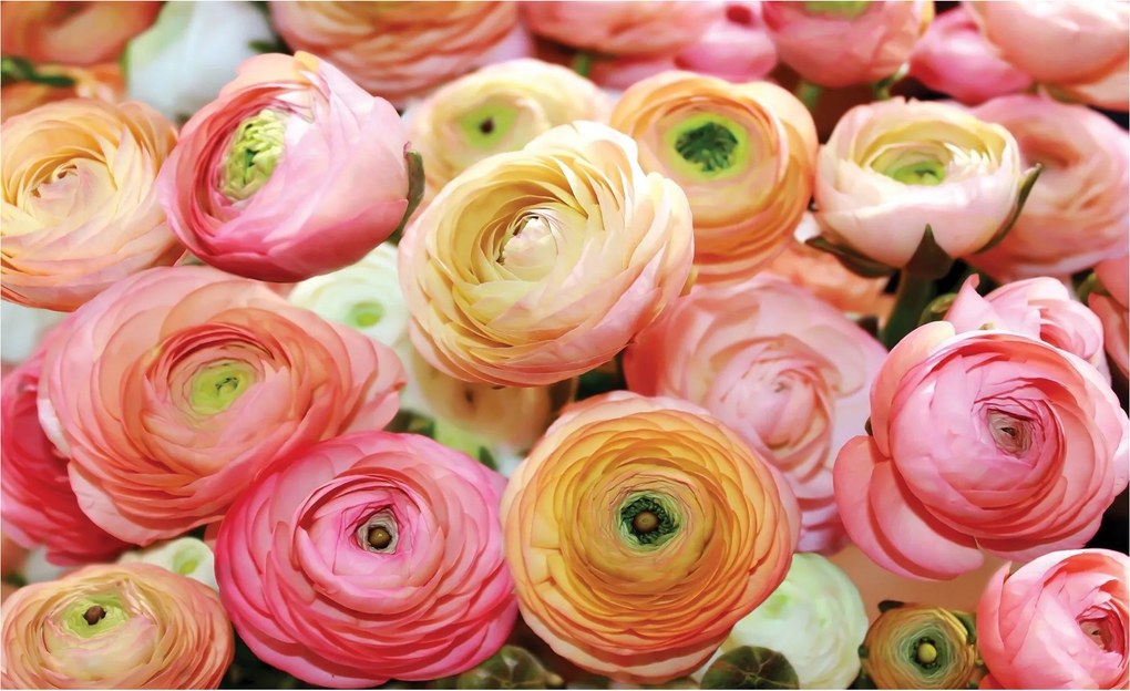 Fotótapéta flizelina Ranunculusy finom virágok a hálószobába 300x210 +ragasztó