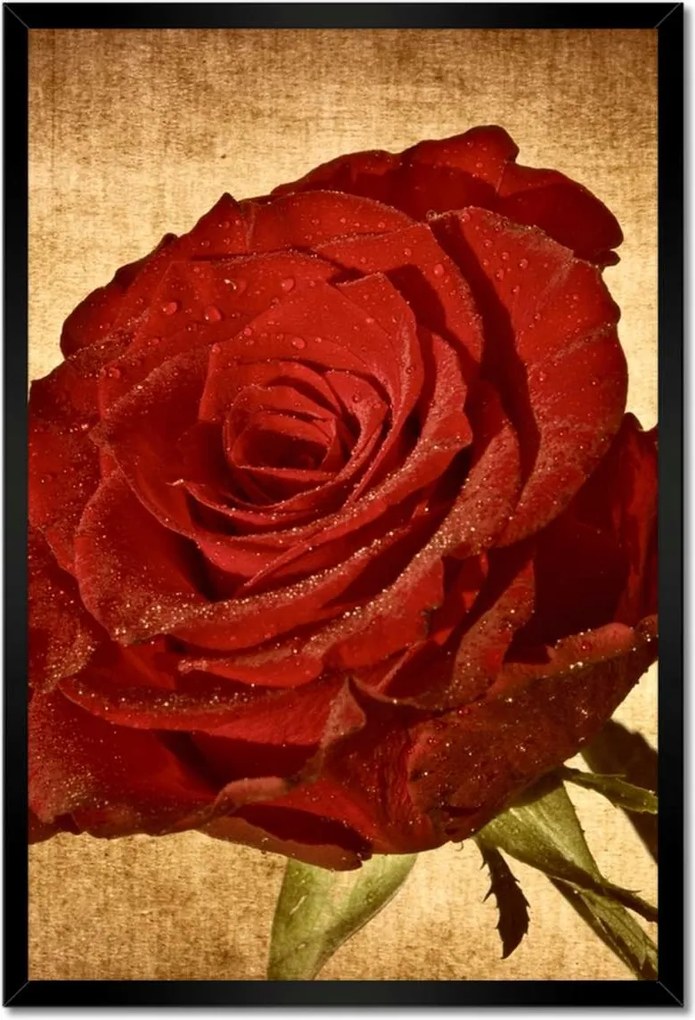 Poszterek keretben 40x60 Rózsa szépia háttérrel