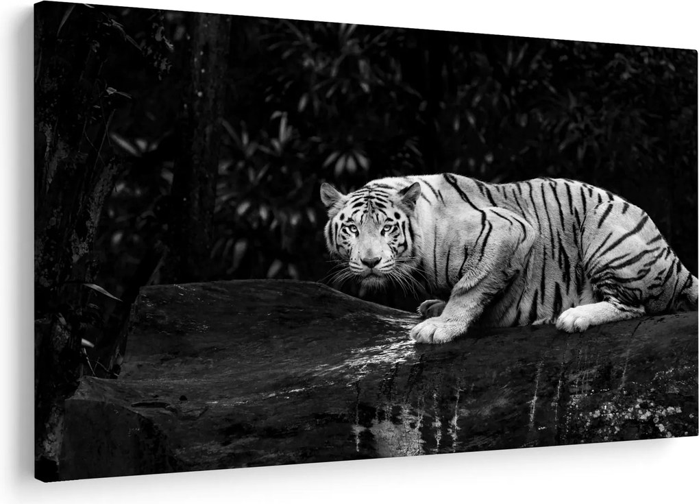 Kép - albínó tigris, fekete-fehér (90x60 cm)