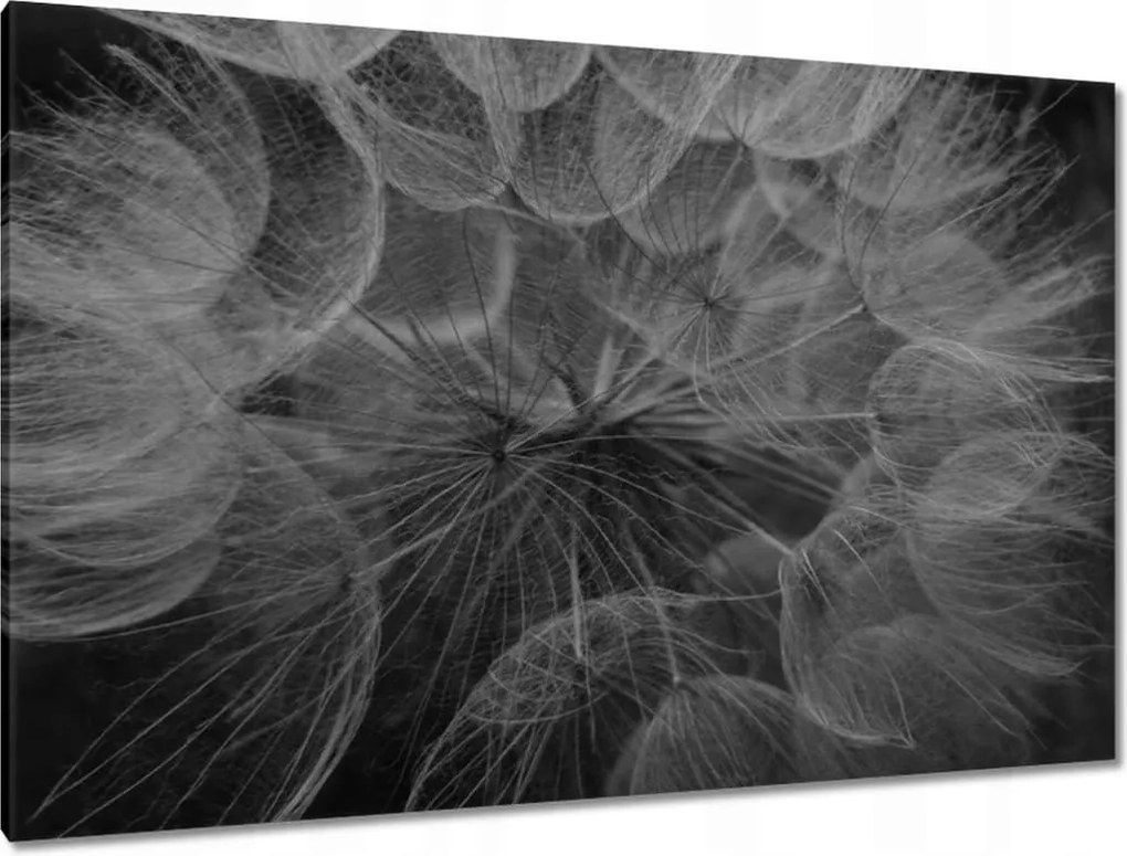 Vászonkép 120x80 Pitypang Virág Virágok