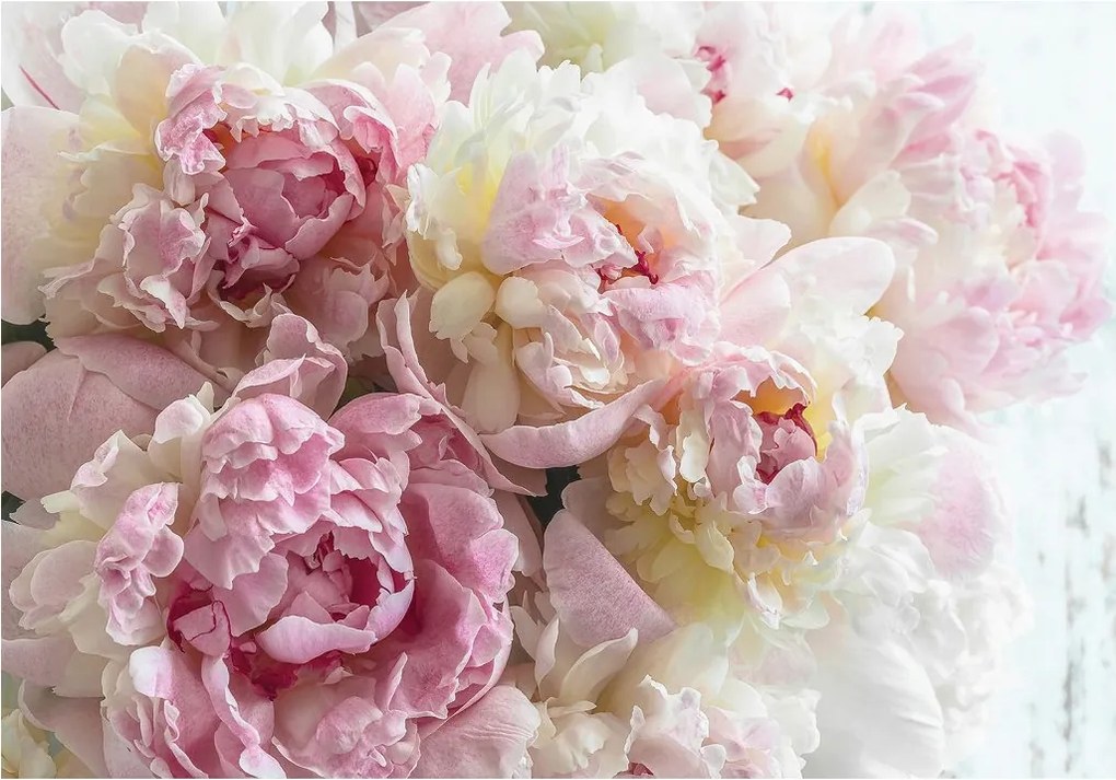 Fotótapéta Bazsarózsa Rózsaszín Fehér Virágok Elegancia a szobába 200x140 +ragasztó