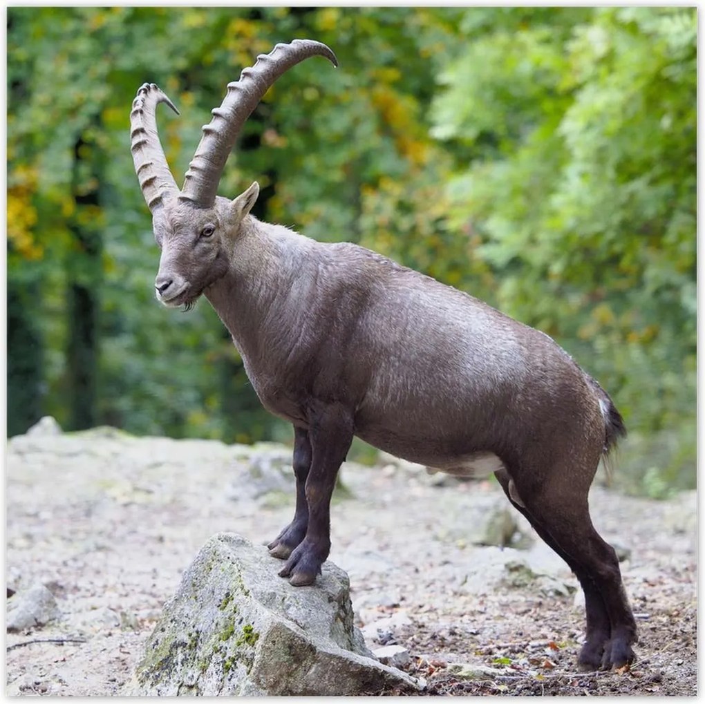 Poszterek 30x30 Alpesi bak Szarvak