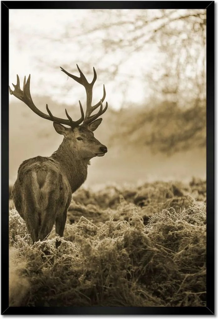 Poszter keretben 40x60 Szarvas erdő naplemente