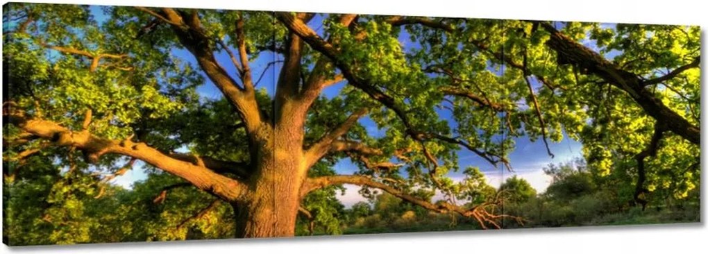 Vászonkép 120x40 Tölgy a croissant-ban Nyugat