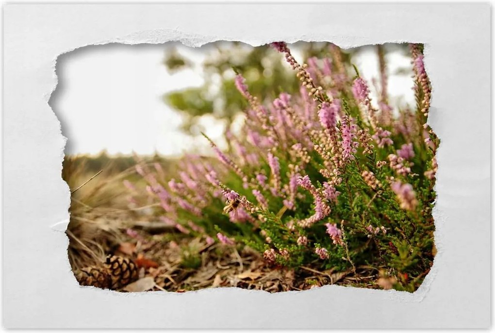 Poszterek 90x60 Erdei láp