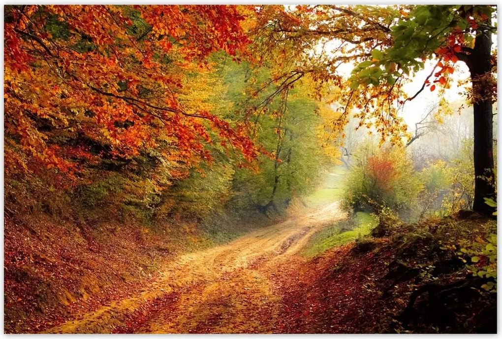 Poszterek 90x60 Út az erdőben ősz