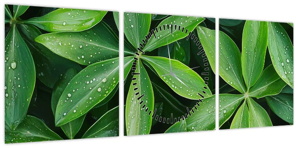 Kép - Levelek harmatcseppekkel (órával) (90x30 cm)