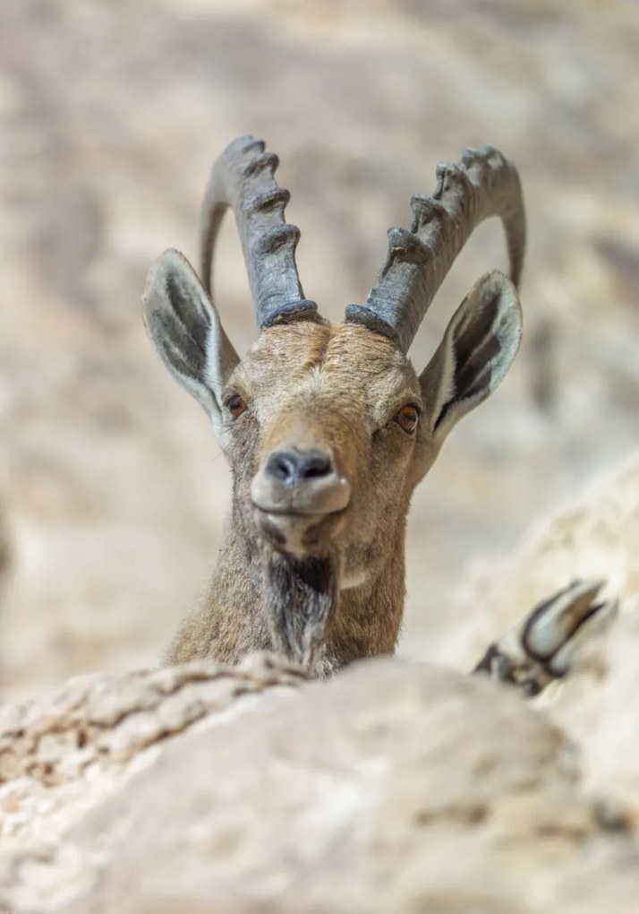 Poszter 70x100cm Nubiana Ibex 5, Assaf Frank