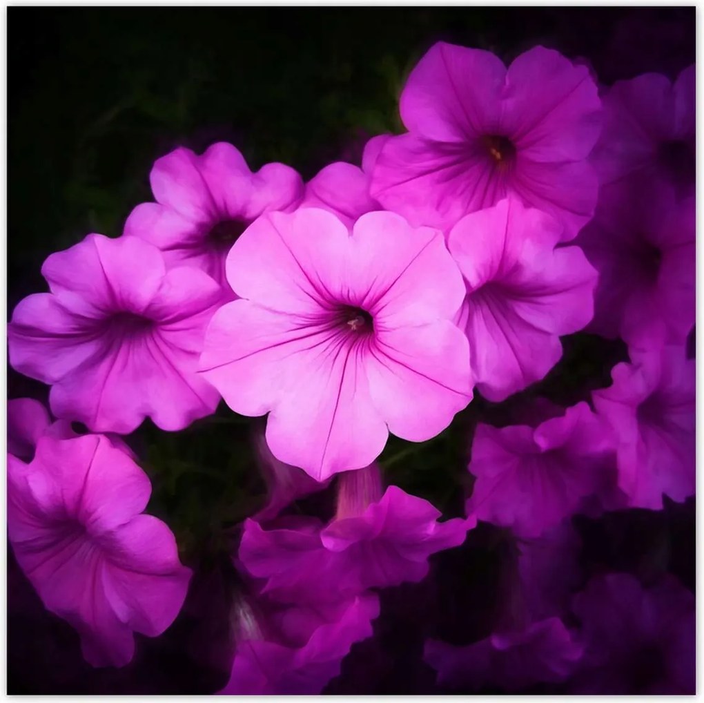 Poszterek 140x140 Petunia lila virágai