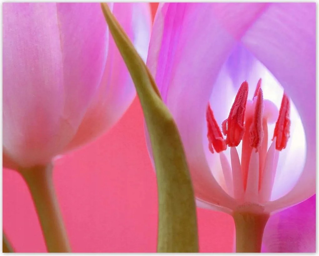 Poszterek 50x40 Rózsaszín tulipán