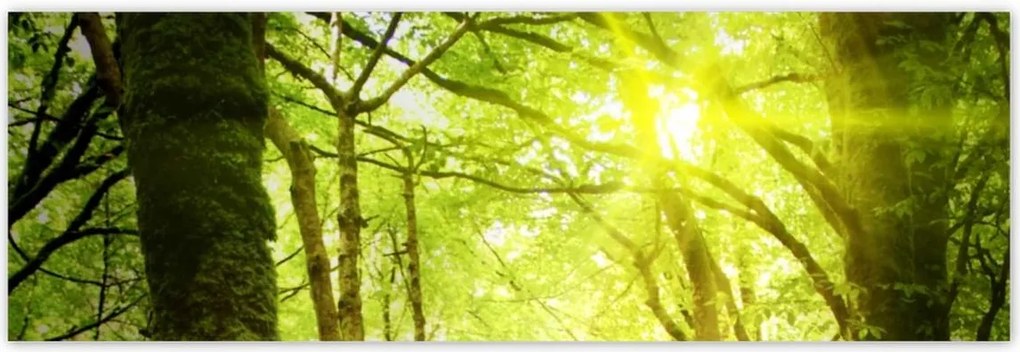 Poszterek 200x66 Varázslatos erdő Tájkép