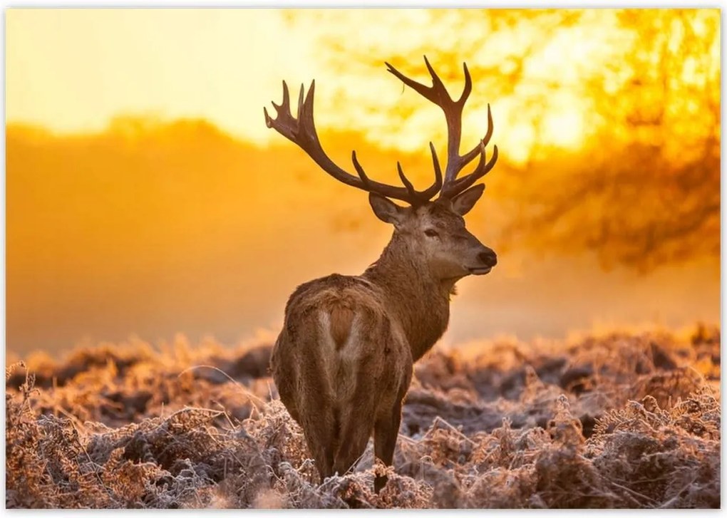 Poszterek 100x70 Szarvas napfelkeltekor