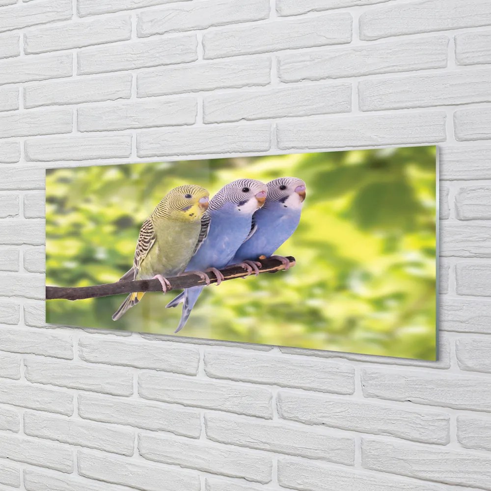 Akrilkép Színes papagáj egy ágon 100x50 cm