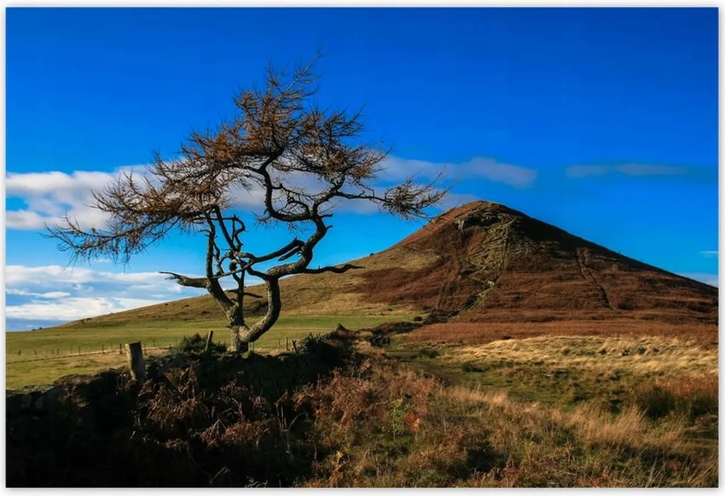 Poszterek 200x135 Elpusztíthatatlan fa