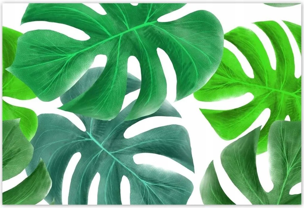 Poszterek 200x135 Levelek Monstery Trópusok