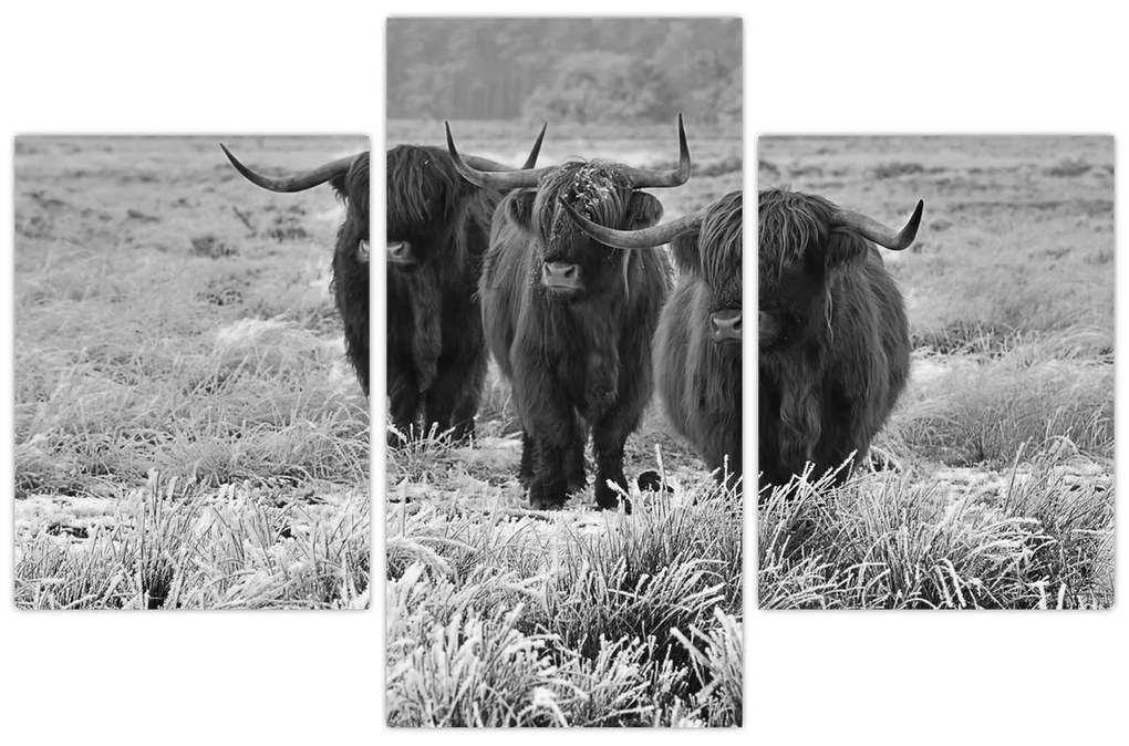 Kép - Skót tehenek (90x60 cm)