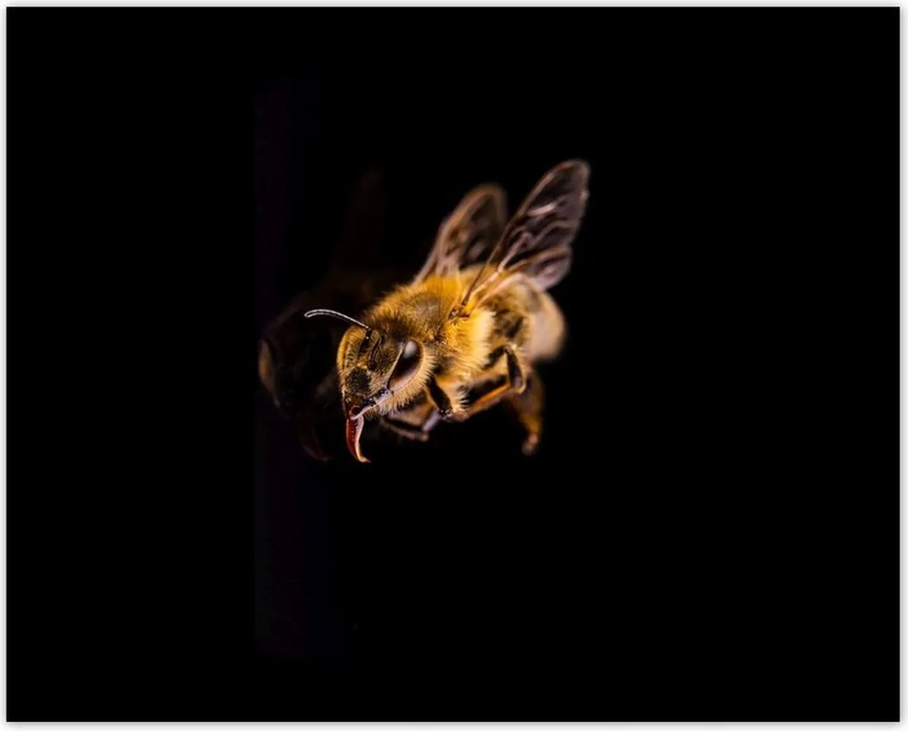 Poszterek 50x40 Halott mézes méh