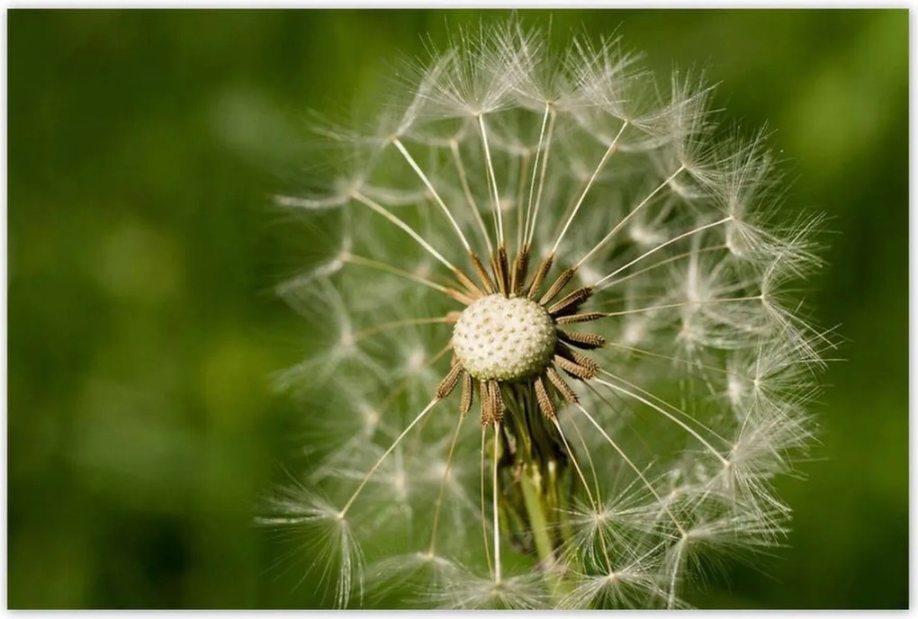 Poszterek 120x80 Pitypang Virág Virágok