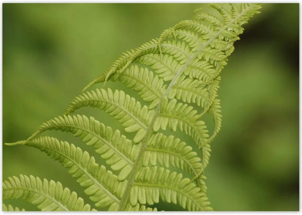 Poszterek 100x70 Páfrányok Erdő Zöld levél