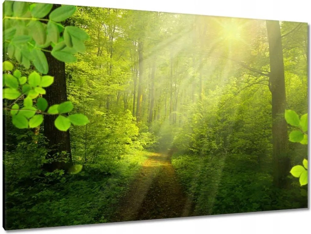 Vászonkép 120x80 Varázslatos erdő Sugárzás
