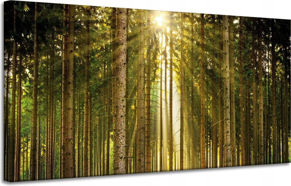 Vászonkép Erdő Fák Nap Természet Tavasz 120x60 cm