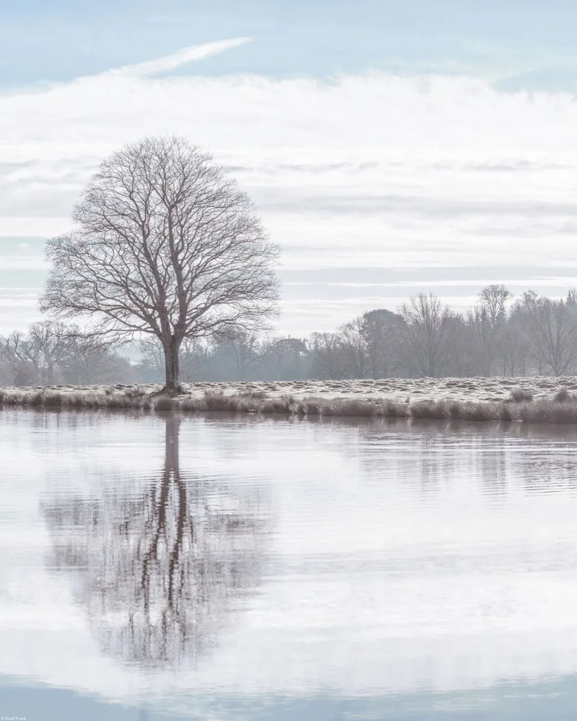 Poszter 40x50cm Fa tükröződése a tóban, Assaf Frank