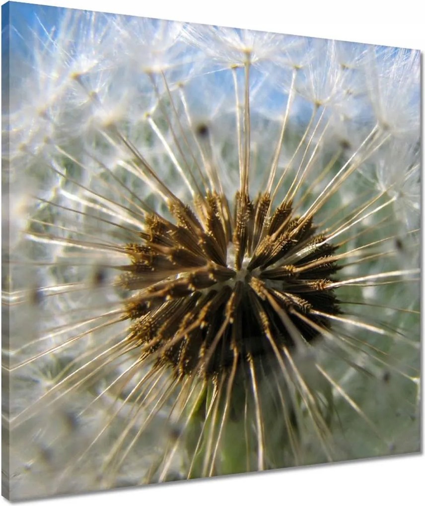 Vászonkép 50x50 Pitypang Virág Virágok