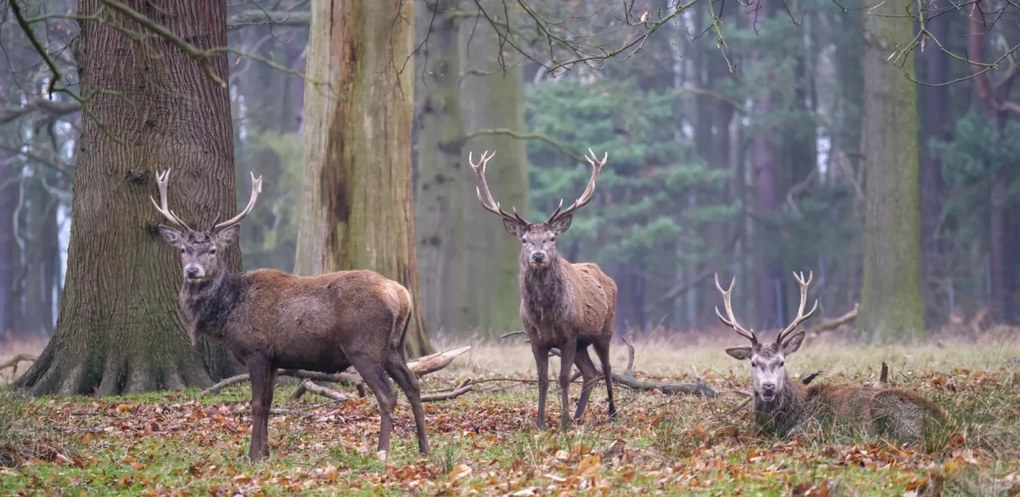 Poszter 91,3x44,5cm Szarvasok az erdőben, Assaf Frank