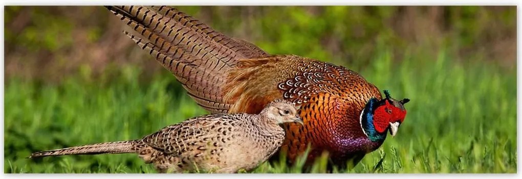 Poszterek 200x66 Fácán család Madarak