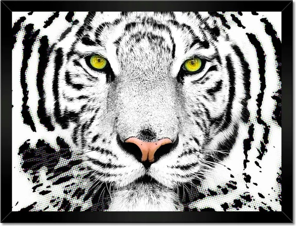 Poszter keretben 40x30 Tigrisfej Bengáli tigris fehér tigris