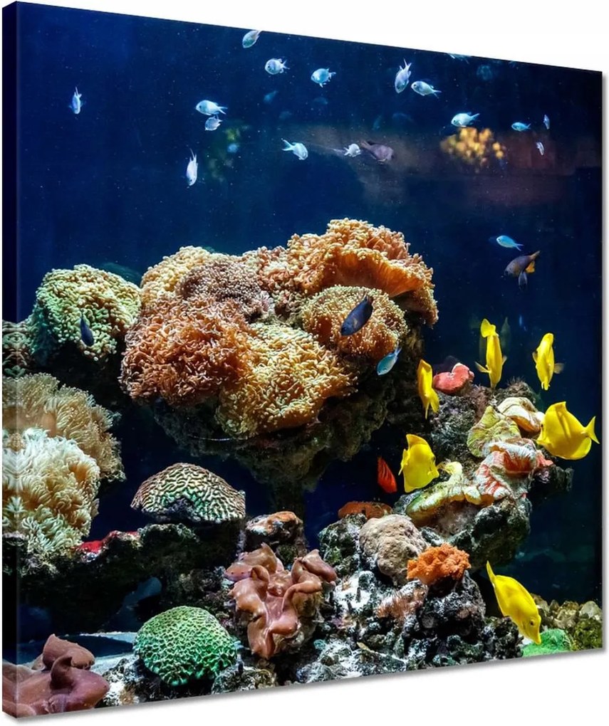 Vászonkép 40x40 Halak Korallzátony