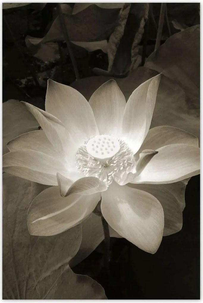 Poszterek 80x120 Lótusz Lótuszvirág