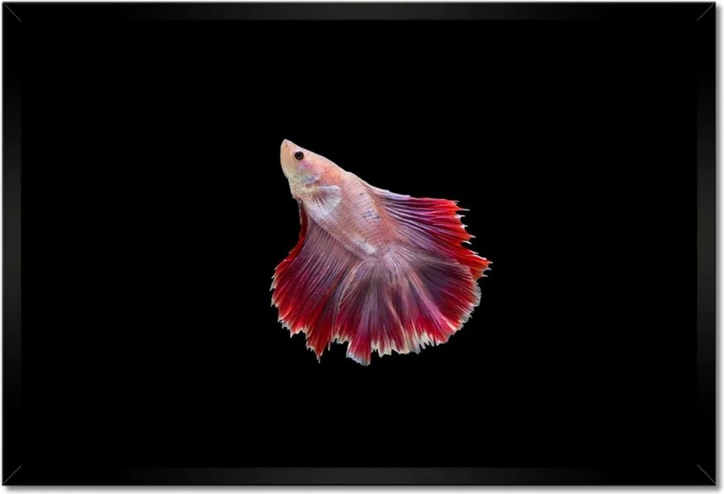 Poszter keretben 60x40 Vörös sziámi hal