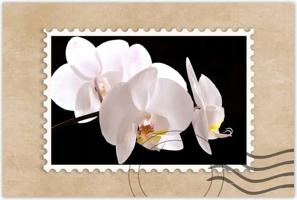 Poszter 60x40 Fehér orchidea