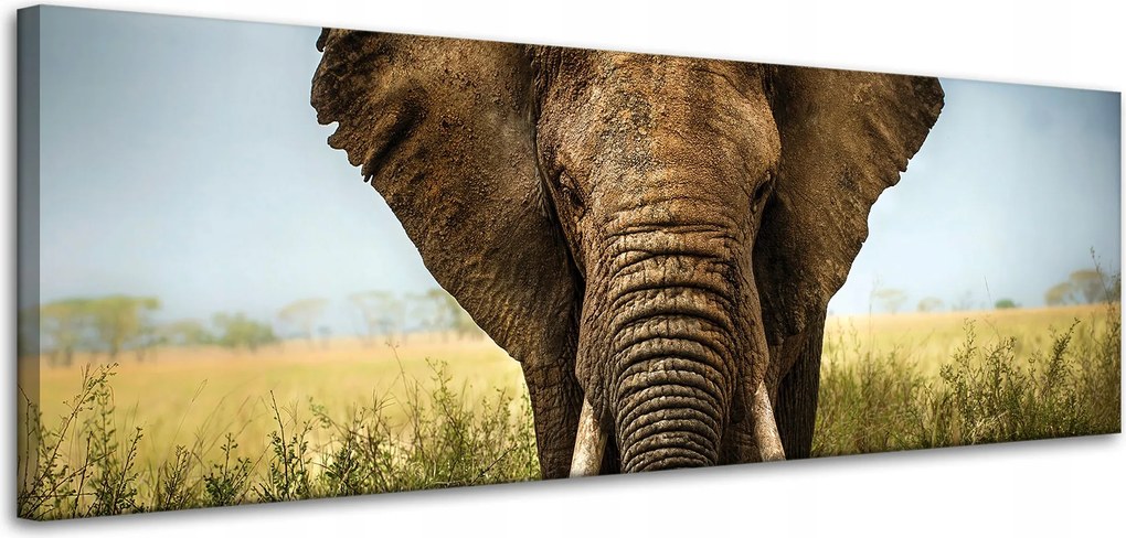 Vászonkép Elefánt a magas fűben Afrika 120x40 cm Ideális ajándék