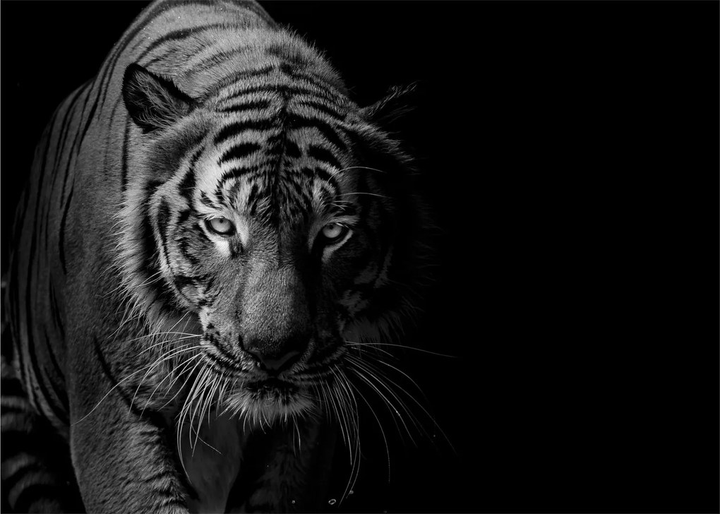 Egy vadtigris képe (70x50 cm)