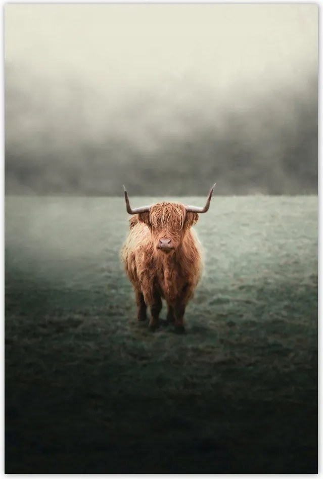 Poszterek 40x60 Skót szőrös tehén