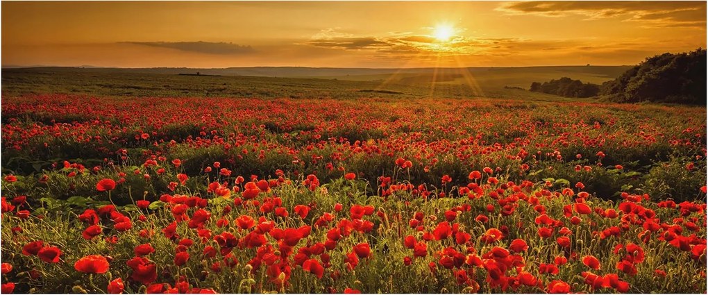 Dekoratív Fotótapéta Hálószobába Pipacs mező 250x104 Ragasztó