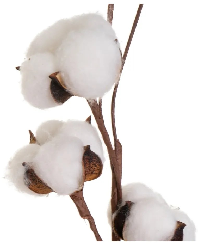 Szárított növény (magasság 55 cm) Cotton – Casa Selección