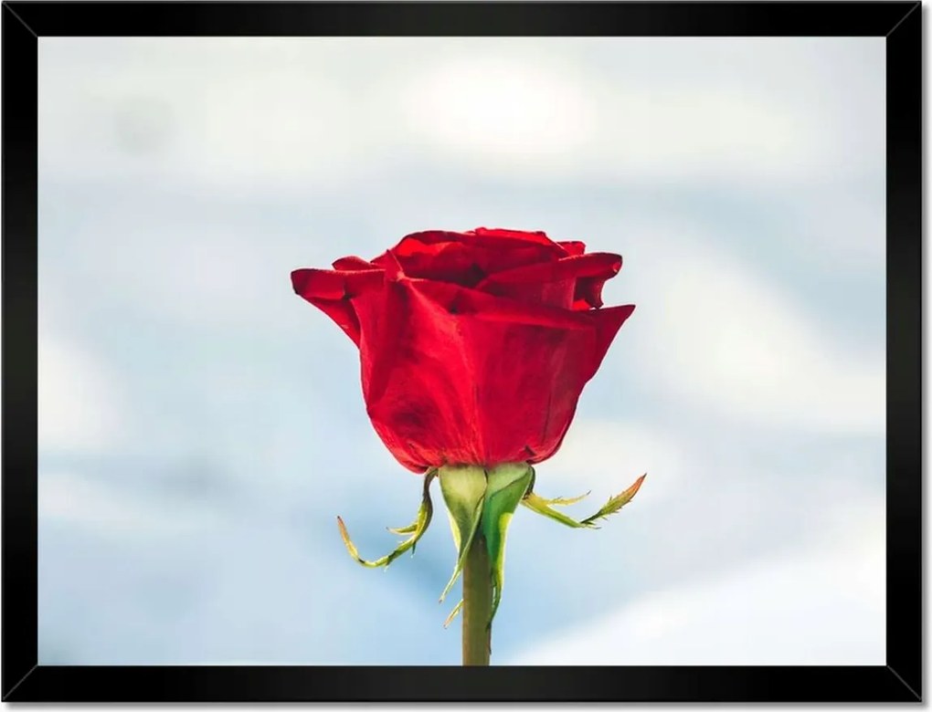 Poszterek keretben 40x30 Rózsa Virág Virágok Rózsa