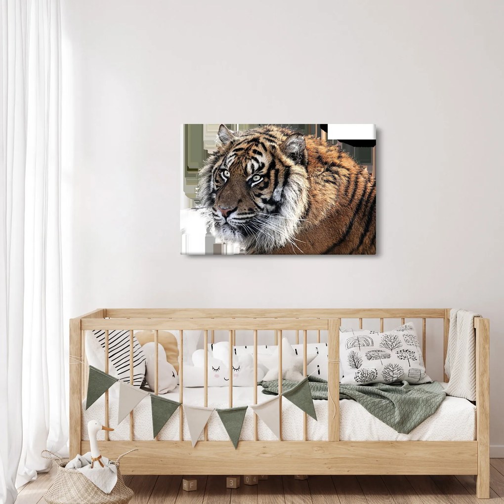 Tigris képe (90x60 cm)
