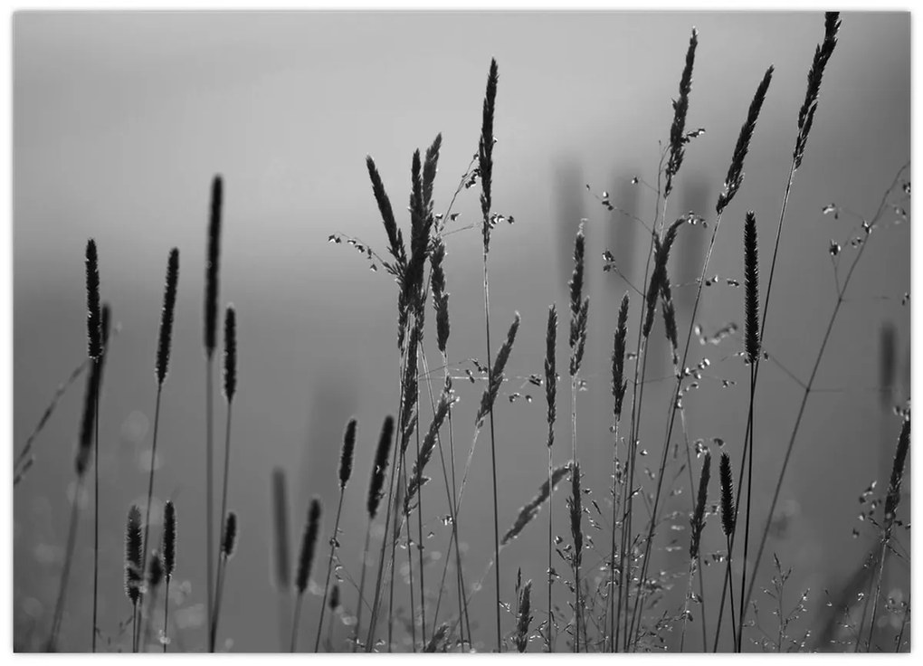 Kép - Fűszálak (70x50 cm)