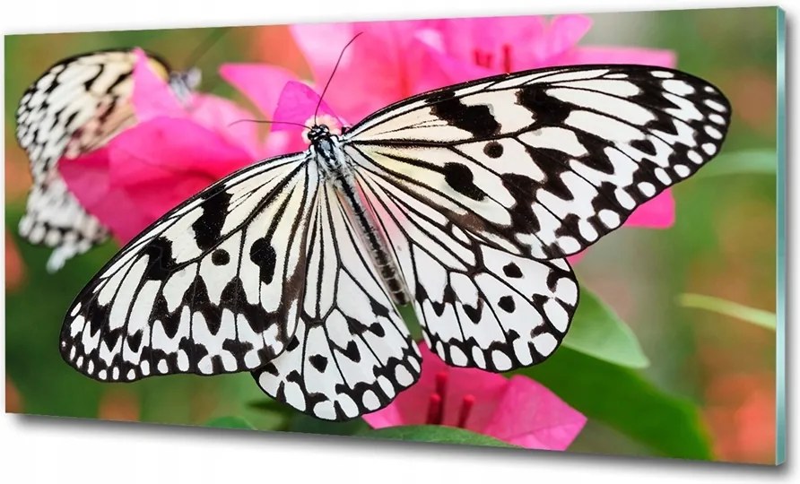 Fotó-üvegkép Pillangó a virágon 100x70
