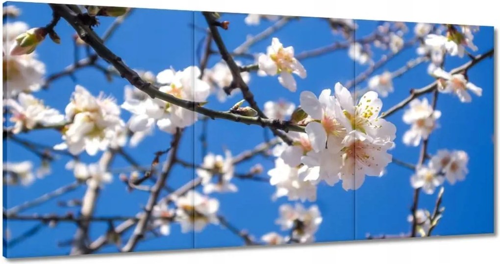 Vászonkép 180x90 Almafa virág