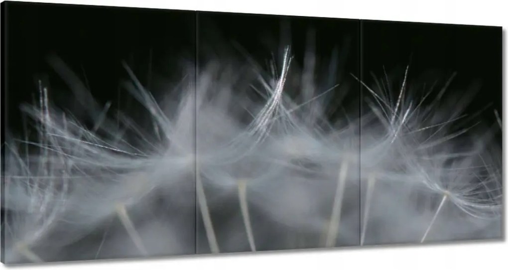 Vászonkép 120x60 Pitypang Virág Virágok