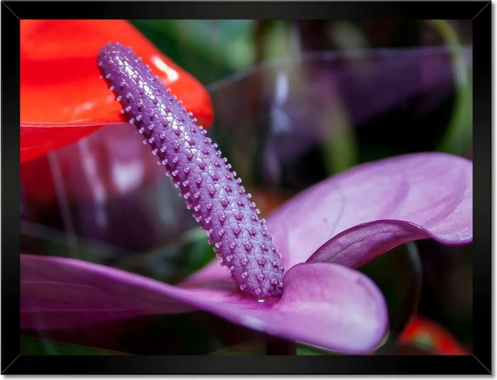 Poszterek keretben 40x30 Lila antúrium