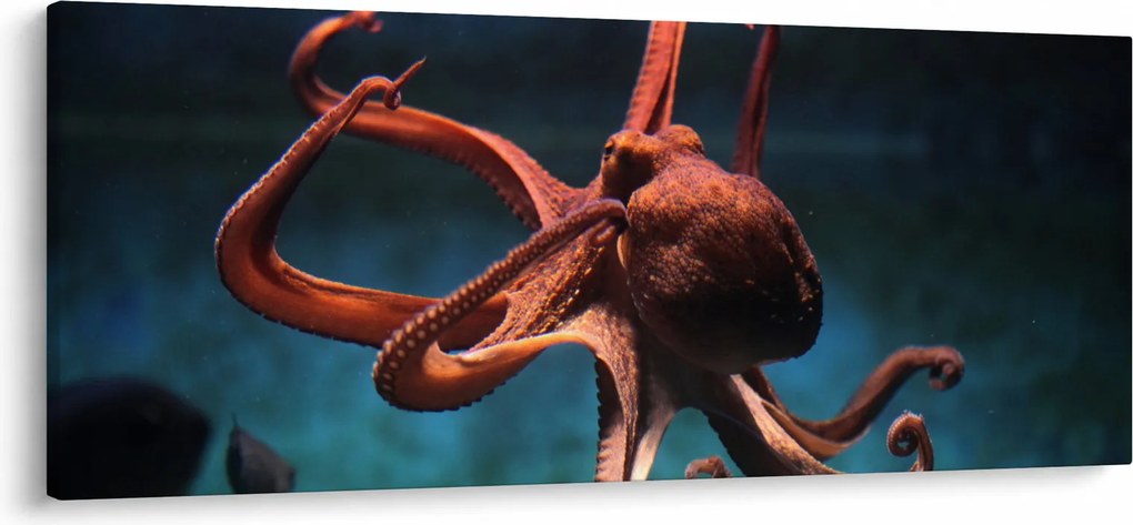 Kép - Octopus (120x50 cm)