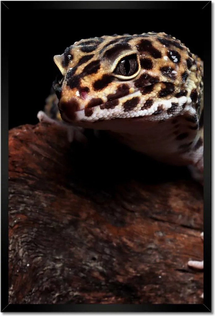 Poszterek keretben 40x60 Gekkó leopárd gyík